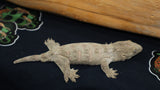 Moro Swirl x Brosse Leachianus Gecko Male LB420