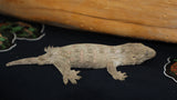 Moro Swirl x Brosse Leachianus Gecko Male LB420