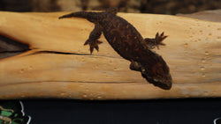 MTK Melanistic Leachianus Gecko possible male LB421