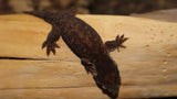 MTK Melanistic Leachianus Gecko possible male LB421