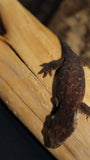 MTK Melanistic Leachianus Gecko possible male LB421