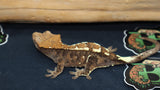 Cappuccino Crested Gecko female CAP6