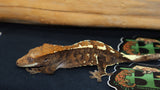 Cappuccino Crested Gecko female CAP6