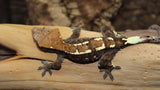 Cappuccino Crested Gecko female CAP6