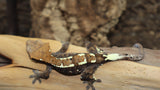 Cappuccino Crested Gecko female CAP6