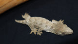 Pure Bayo Leachianus Gecko Female LB422