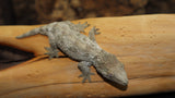 Pure Bayo Leachianus Gecko Female LB422