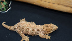 BB's Fireline Leachianus Gecko possible female LB423