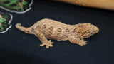 BB's Fireline Leachianus Gecko possible female LB423