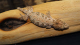 BB's Fireline Leachianus Gecko possible female LB423