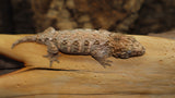 BB's Fireline Leachianus Gecko possible female LB423