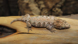 BB's Fireline Leachianus Gecko possible female LB423