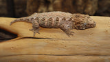 BB's Fireline Leachianus Gecko possible female LB423