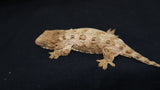 Brosse x Moro Swirl x Brosse Leachianus Gecko  LB424