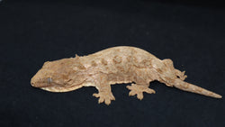 Brosse x Moro Swirl x Brosse Leachianus Gecko LB425