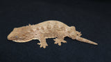 Brosse x Moro Swirl x Brosse Leachianus Gecko LB425