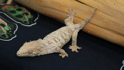 GTB x Yate x Ami Leachianus Gecko possible male LB427