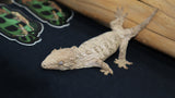 GTB x Yate x Ami Leachianus Gecko possible male LB427