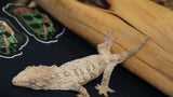 GTB x Yate x Ami Leachianus Gecko possible male LB427