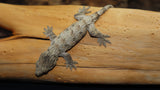 Brosse x Ami x Moro Leachianus Gecko possible female LB429