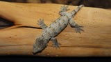 Brosse x Ami x Moro Leachianus Gecko possible female LB429