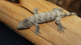 Brosse x Ami x Moro Leachianus Gecko possible female LB429