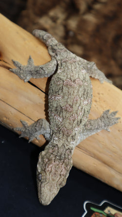 Bayo Leachianus Gecko Female LB430