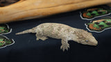 Bayo Leachianus Gecko Female LB430