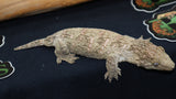 Bayo Leachianus Gecko Female LB430