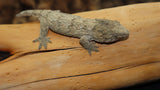 Pure Pine Island Leachianus Gecko female LB432