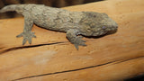 Pure Pine Island Leachianus Gecko female LB432