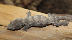 Het Melanistic Leachianus Gecko possible female LB433