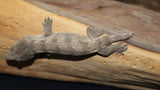 Het Melanistic Leachianus Gecko possible female LB433