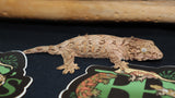 Leachianus Gecko possible female LB434