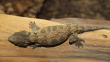 GTA Leachianus Gecko possible male LB436