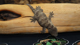 GTA Leachianus Gecko Male LB435