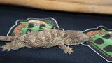 GTA Leachianus Gecko Male LB435