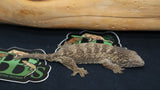 GTA Leachianus Gecko Male LB435