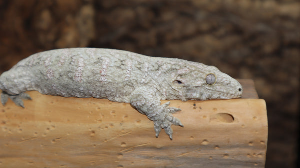 Possible Phantom Eye Leachianus Gecko female LB438