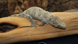 High Color GTX Leachianus Gecko female LB439