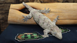 66% Het Melanistic Leachianus Gecko female LB440