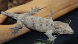 66% Het Melanistic Leachianus Gecko female LB440