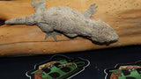 High Pink x Brosse x Moro Leachianus Gecko female LB441