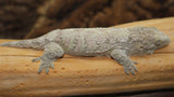 High Pink x Brosse x Moro Leachianus Gecko female LB441