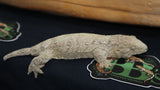 High Pink x Brosse x Moro Leachianus Gecko female LB441