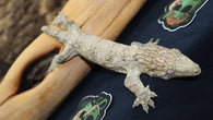 Possible Het Leachianus Gecko male LB442