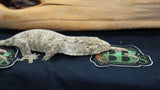 Possible Het Leachianus Gecko male LB442