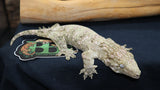 Possible Het Leachianus Gecko male LB442