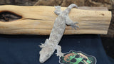 GTA x Poin Leachianus Gecko possible female LB444