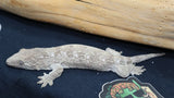 GTA x Poin Leachianus Gecko possible female LB444